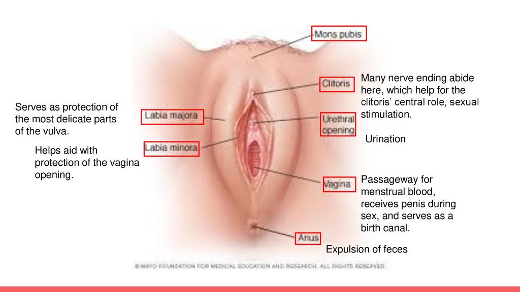 Cuantos agujeros tiene la vulva